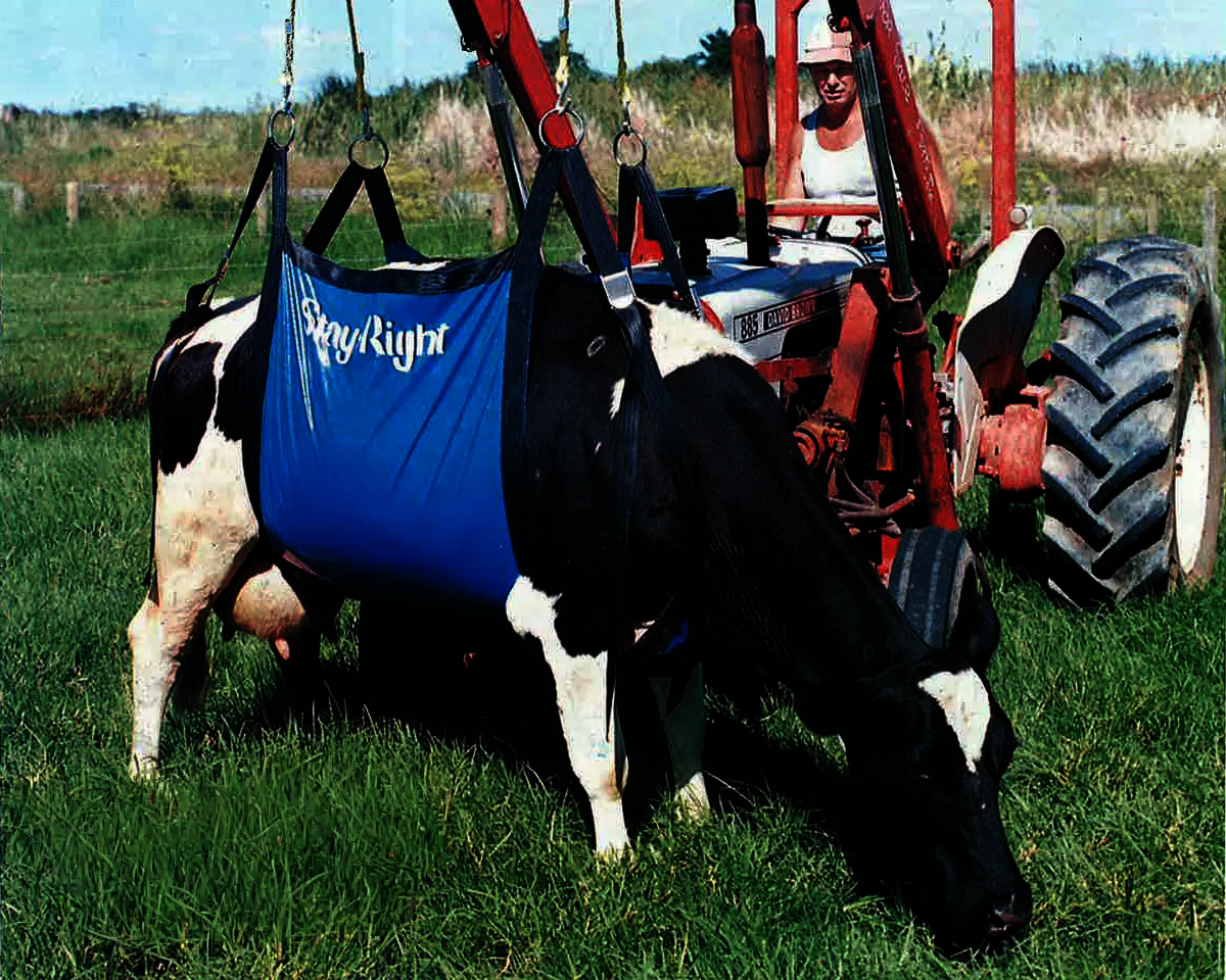 Cow Slings | Ellis & Sons Group