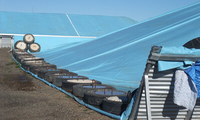 Concrete filled tyres line the edge of a blue grain cover.