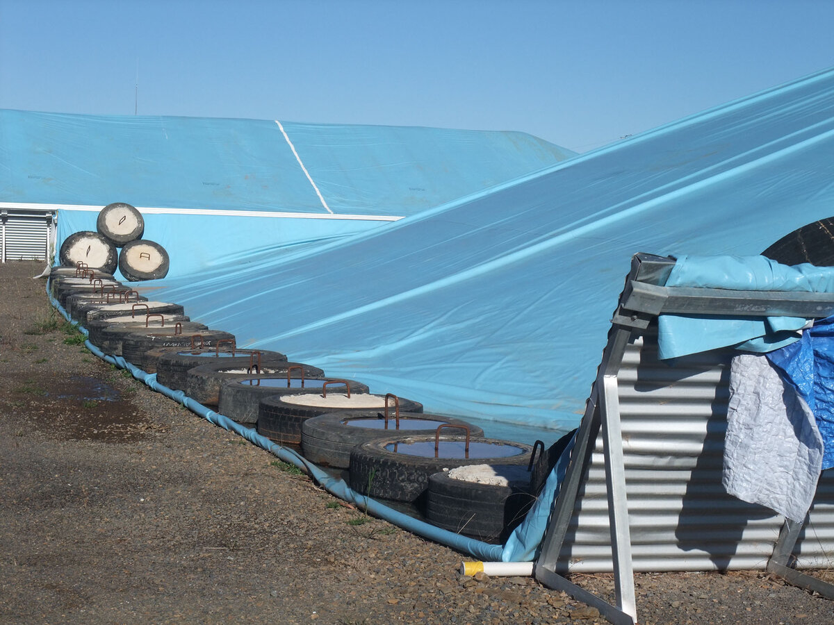 Concrete filled tyres line the edge of a blue grain cover.