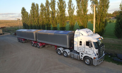 A grain truck and trailer is parked on a dirt road lined with tall thin trees.