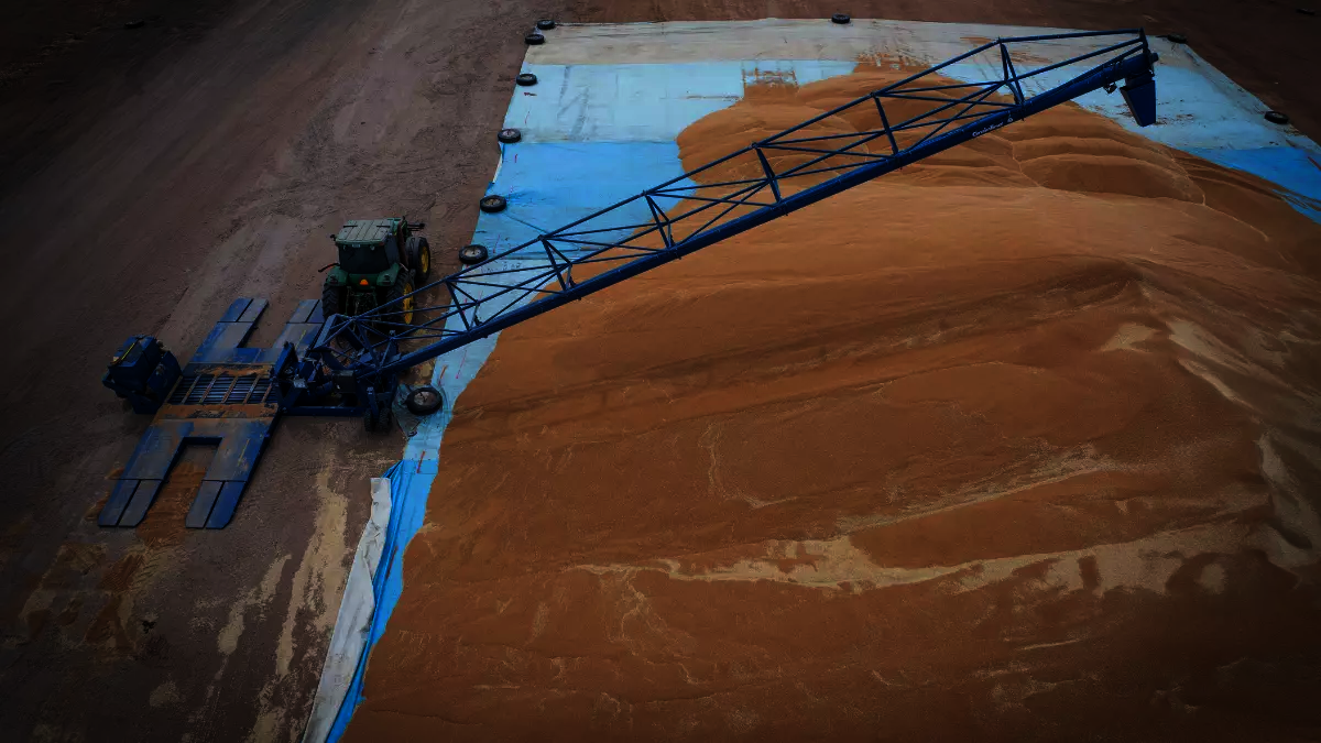 Sorghum gets poured on top of a grain bunker liner.