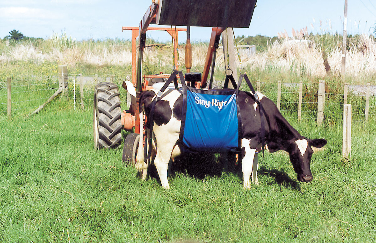 Cow being lifted in a cow sling by a tractor.