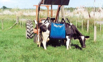 Cow being lifted in a cow sling by a tractor.