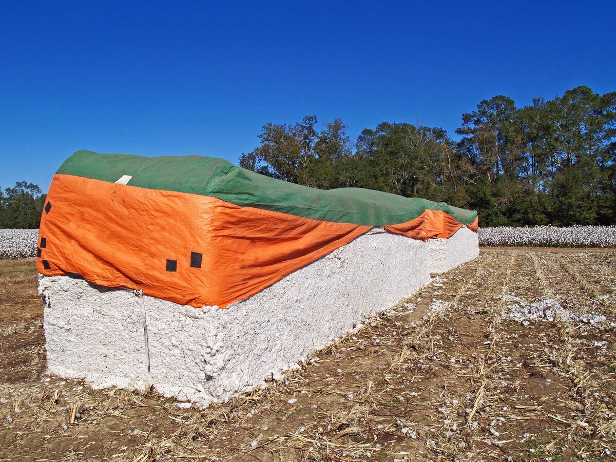 Cotton modules in a freshly harvested paddock