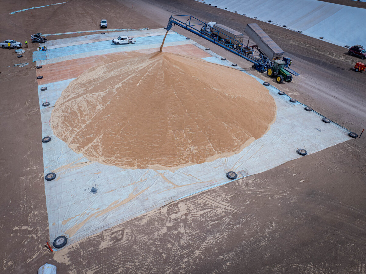 Grain being loaded on top of a grain bunker ground sheet made by Ellis and Sons Group.