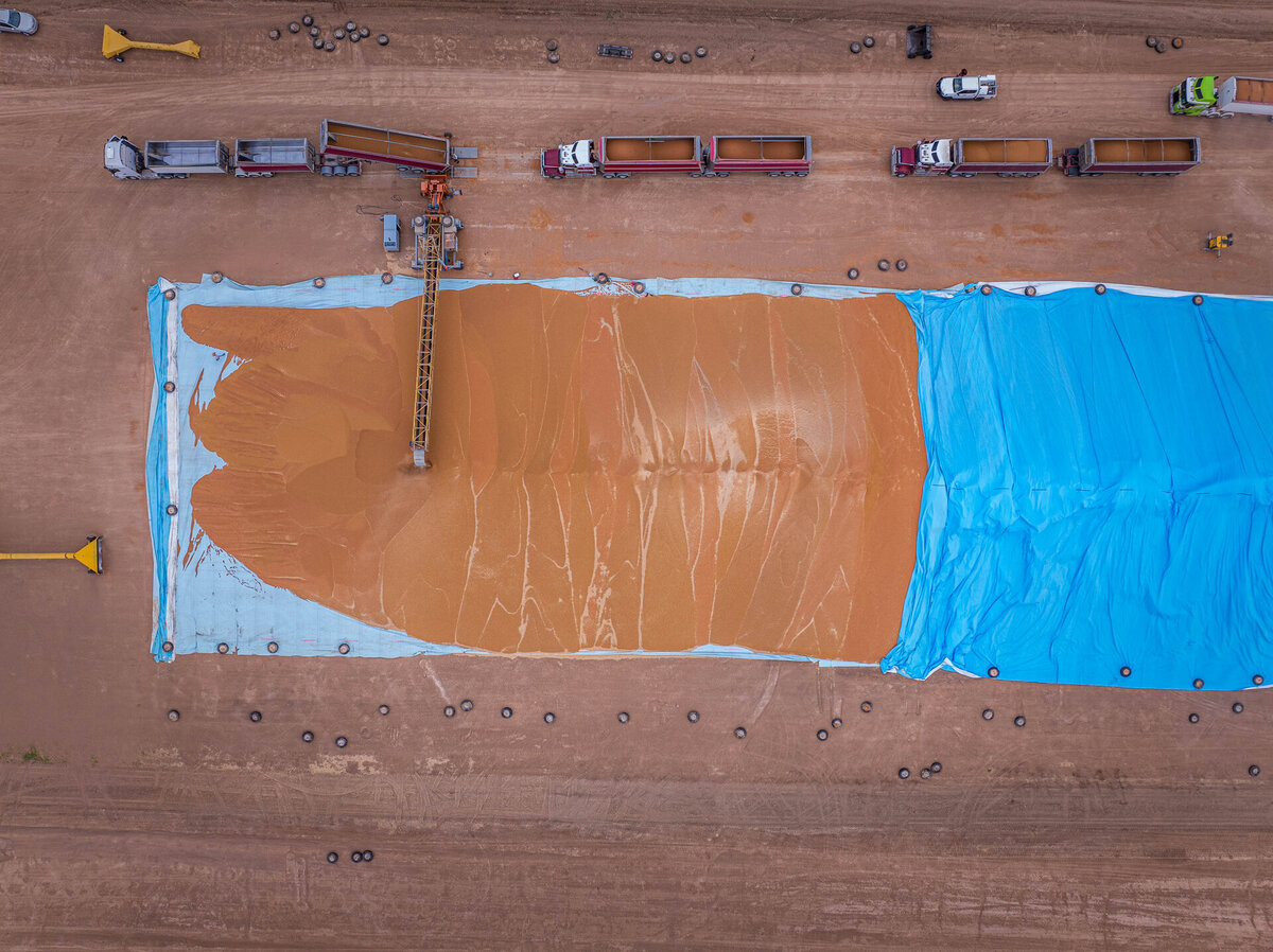 Sorghum is poured onto a grain bunker liner prior to being covered by a grain bunker cover.