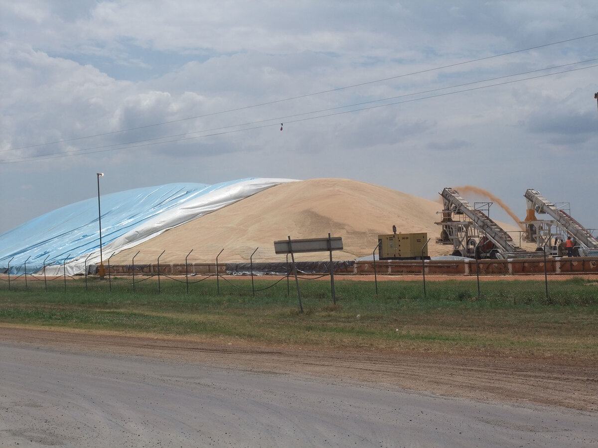 Stored grain bunker partially uncovered. More is being added by conveyer machines