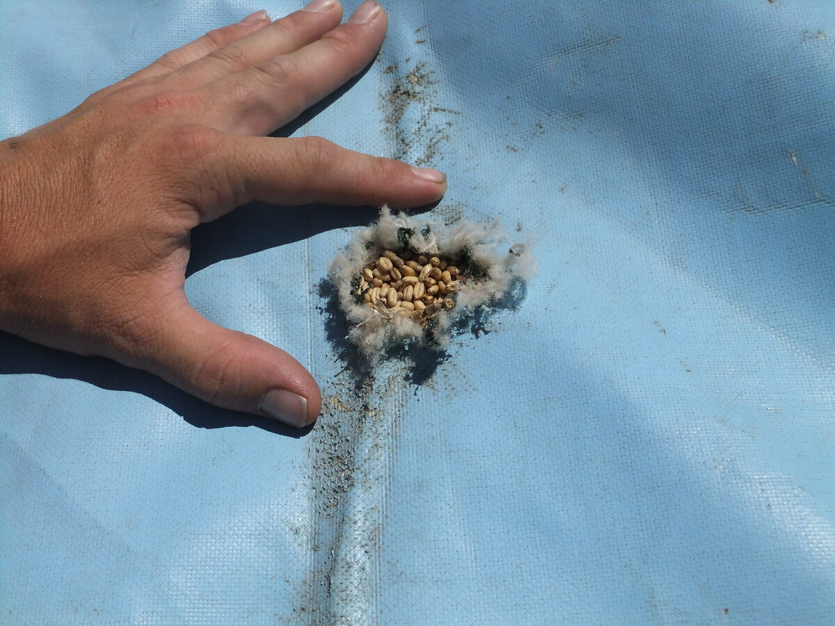 A grain bunker cover with a small hole in need of repair.