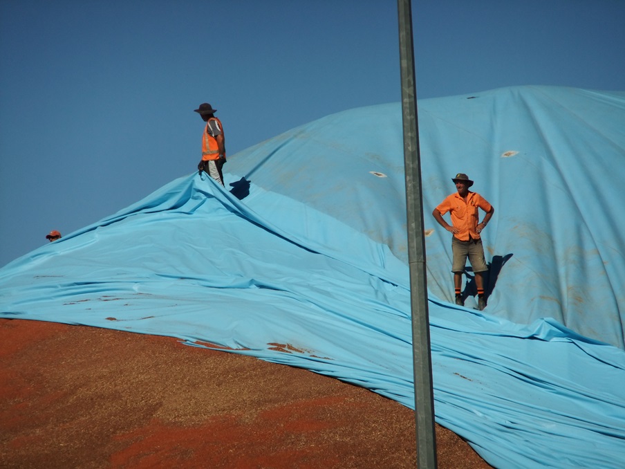 An Ellis and Sons Group grain bunker cover tarp gets folded back while being removed to prepare for unloading the grain